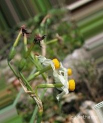 augmented_Narcissus tazetta flower9_0_8062.jpeg
